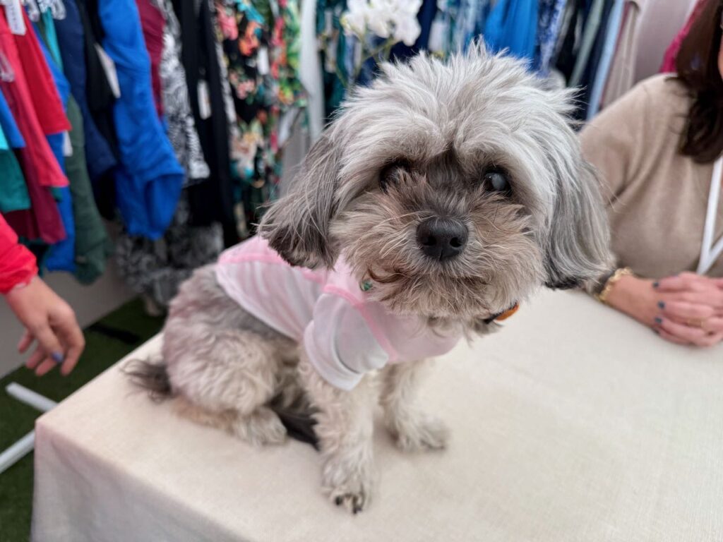 A darling model for BloqUV, which makes sun protection gear for dogs and humans alike. Photo by SESO.